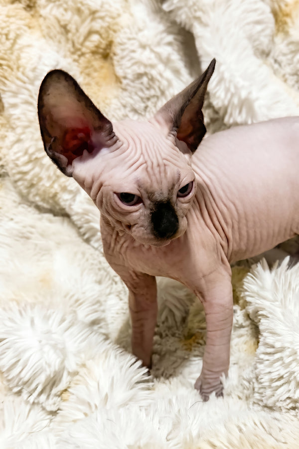 Apollo | Canadian Sphynx Kitten
