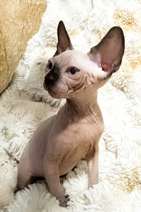 Apollo | Canadian Sphynx Kitten