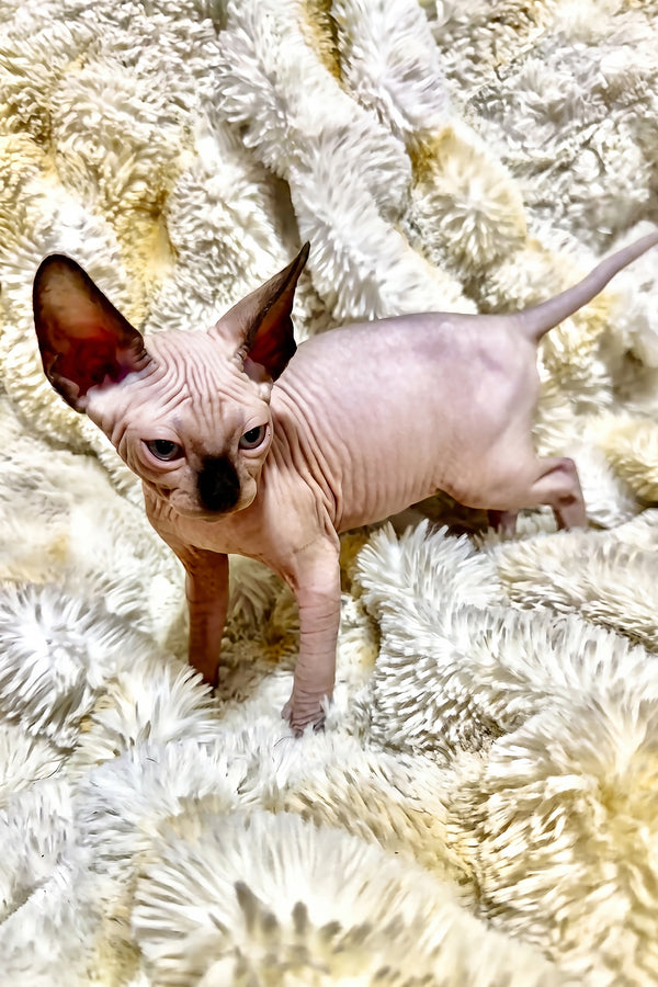 Apollo | Canadian Sphynx Kitten