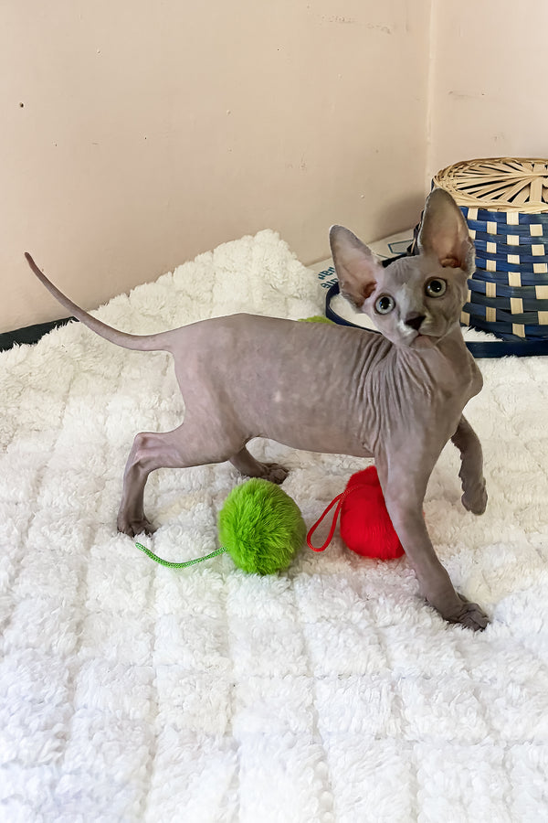 Apple | Canadian Sphynx Kitten