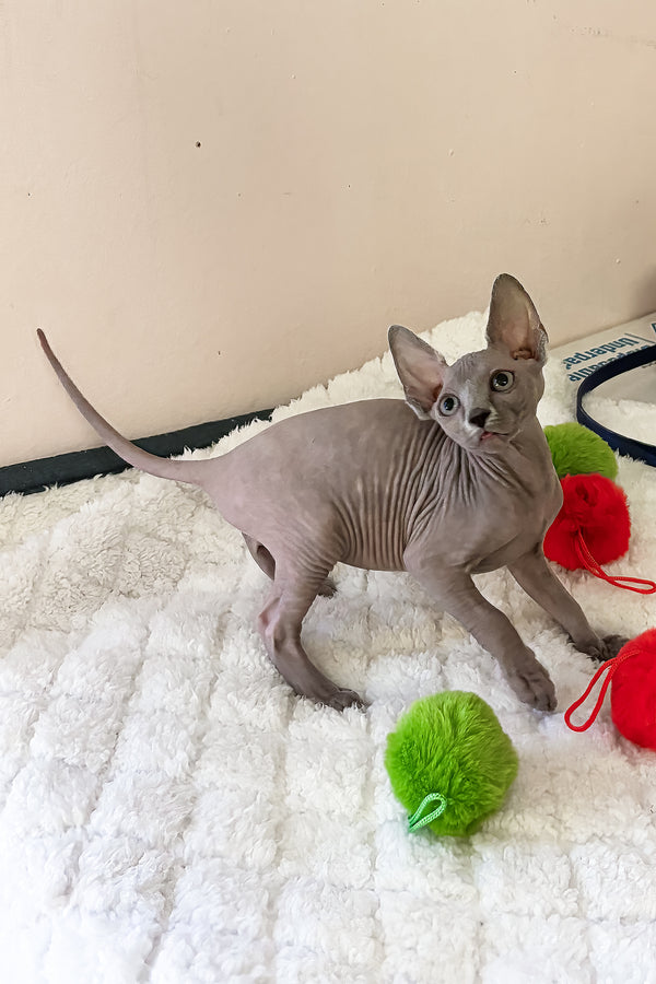 Apple | Canadian Sphynx Kitten