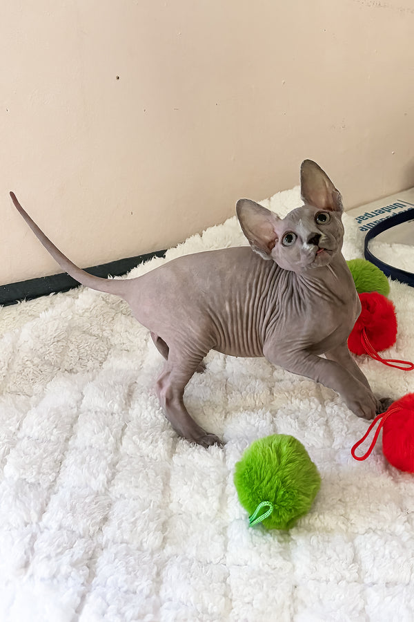 Apple | Canadian Sphynx Kitten