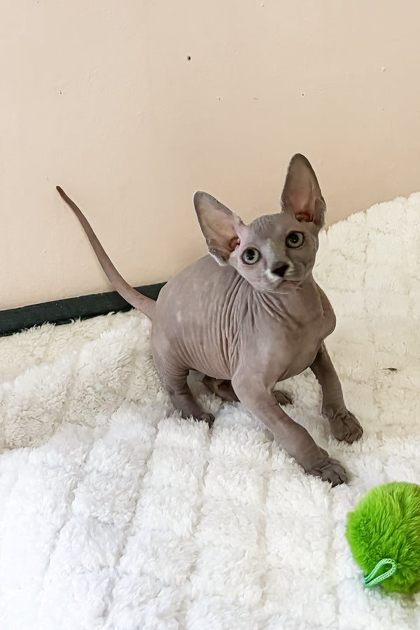 Apple | Canadian Sphynx Kitten