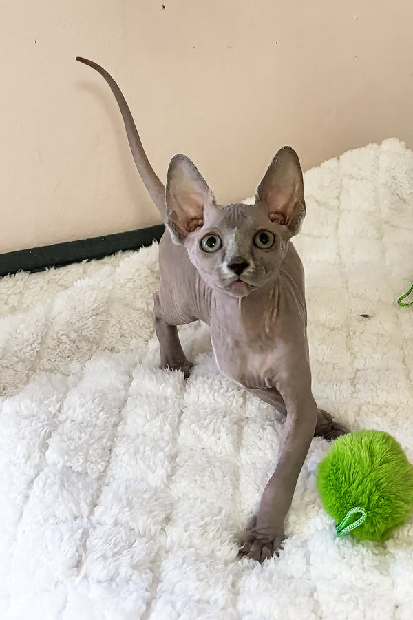 Apple | Canadian Sphynx Kitten