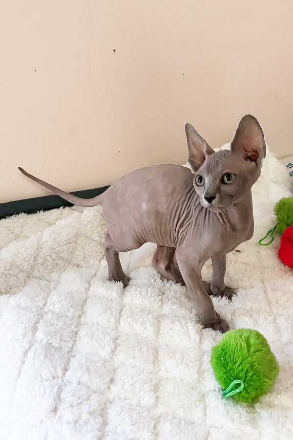 Apple | Canadian Sphynx Kitten