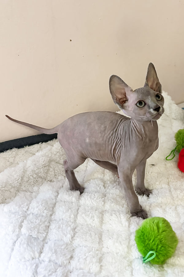 Apple | Canadian Sphynx Kitten