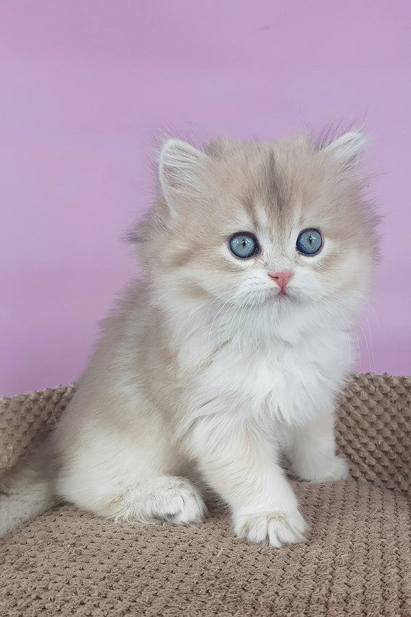 April | British Longhair Kitten