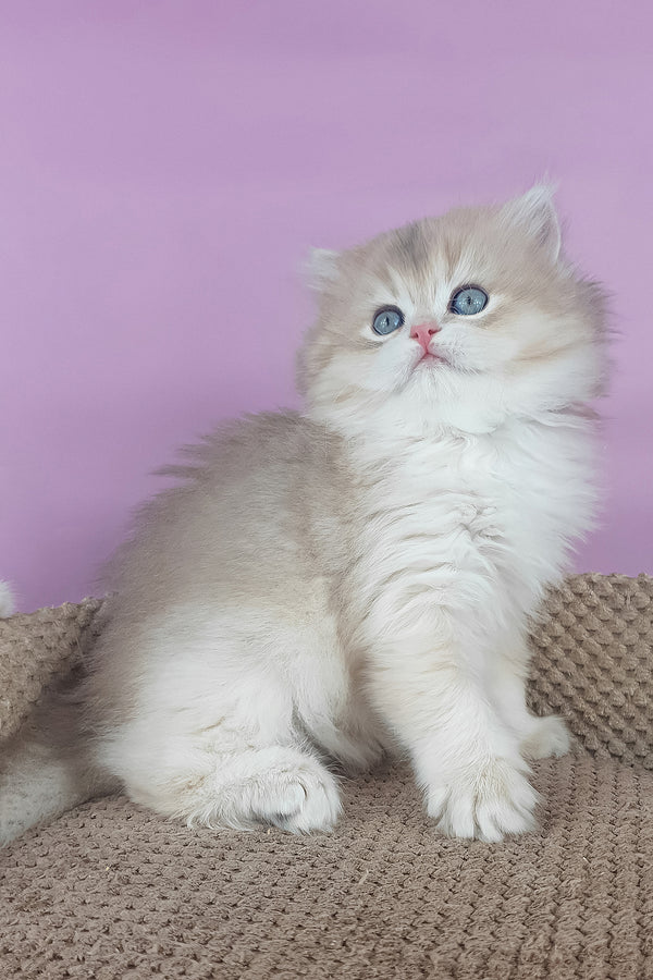 April | British Longhair Kitten