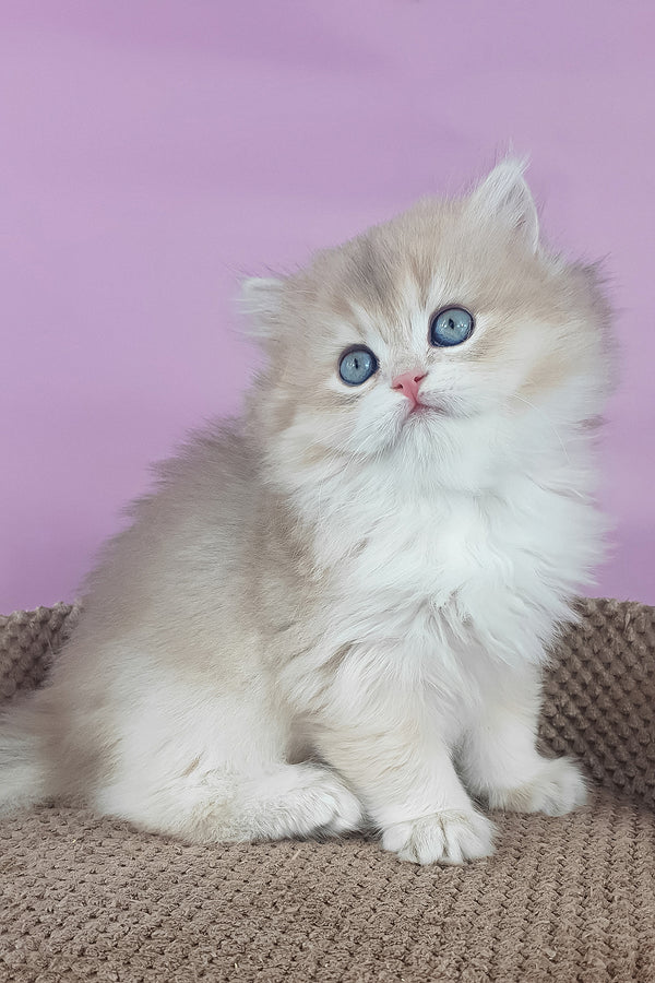 April | British Longhair Kitten