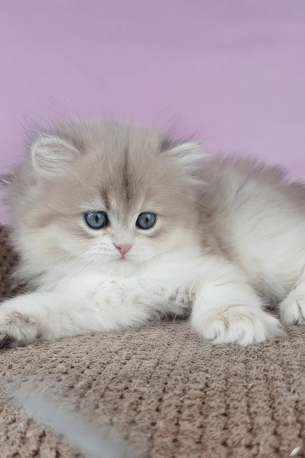 April | British Longhair Kitten