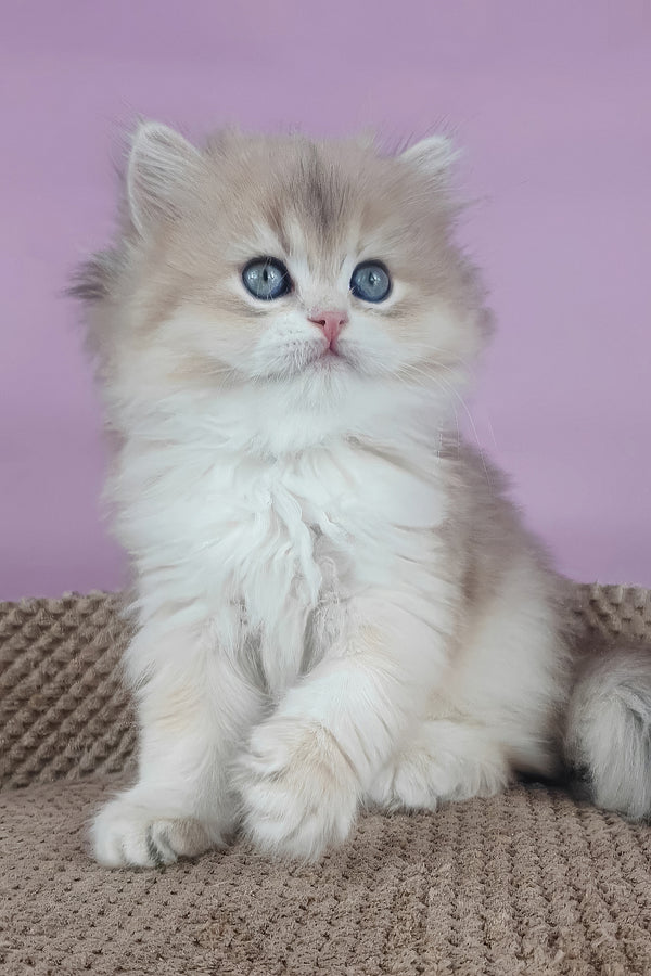 April | British Longhair Kitten