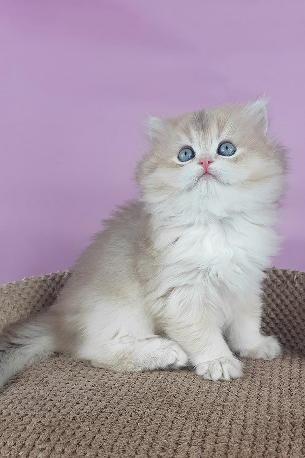 April | British Longhair Kitten