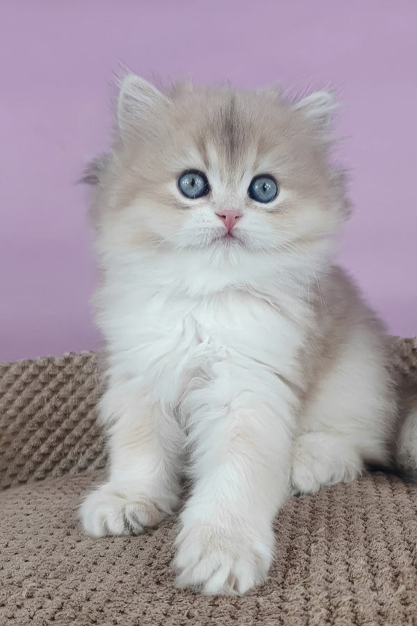 April | British Longhair Kitten