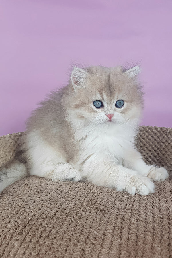 April | British Longhair Kitten