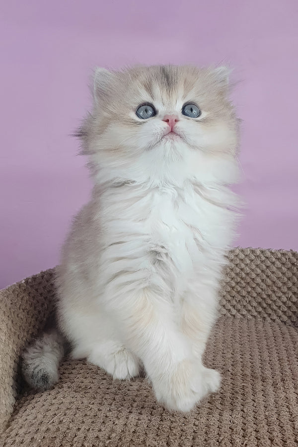April | British Longhair Kitten