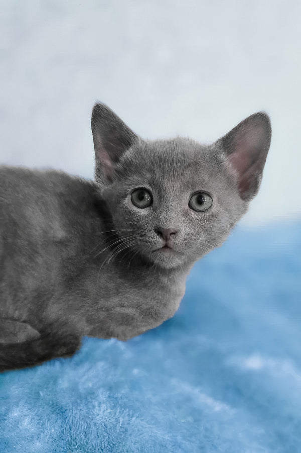 Arama | Russian Blue Kitten