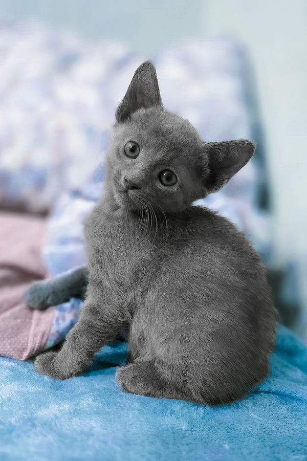 Arama | Russian Blue Kitten