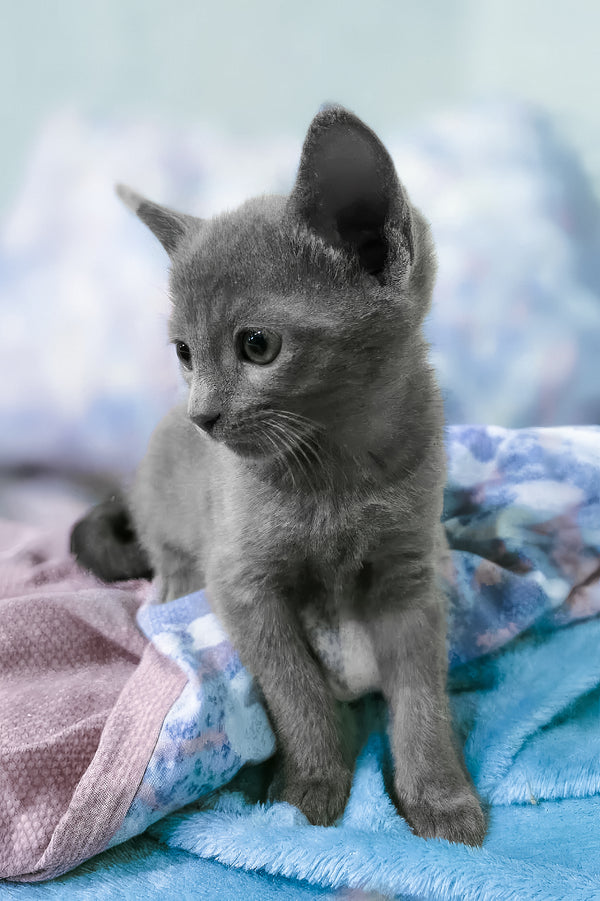 Arama | Russian Blue Kitten