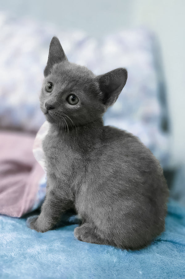 Arama | Russian Blue Kitten
