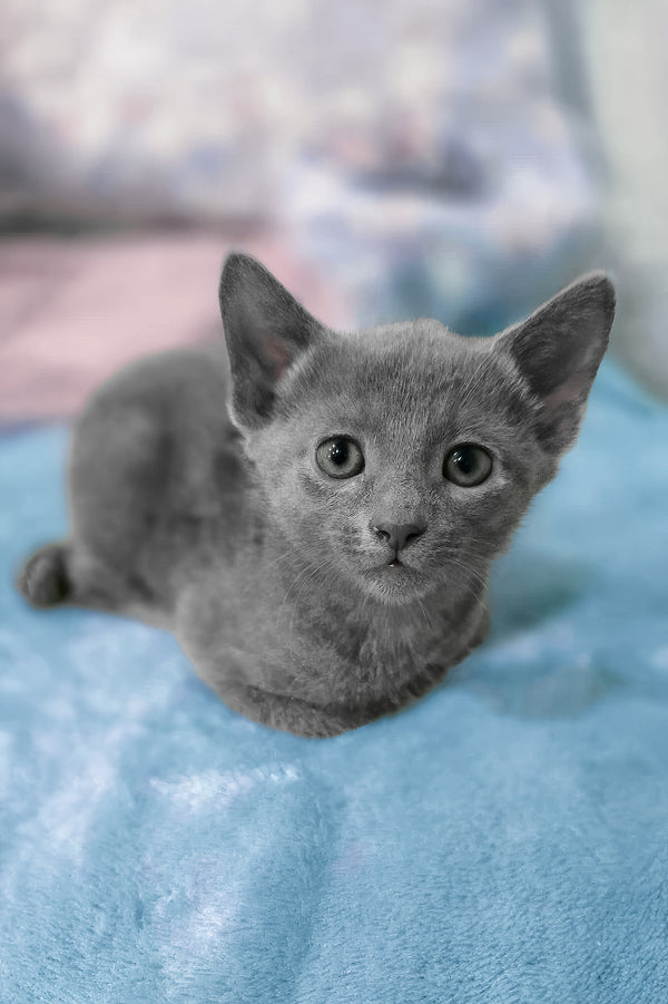 Arama | Russian Blue Kitten