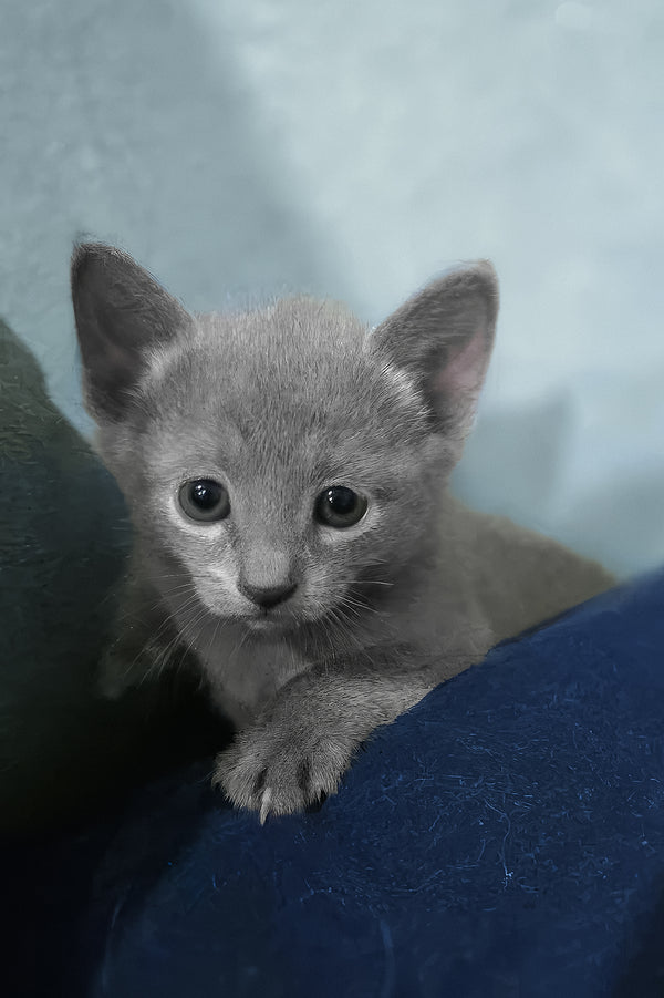 Arama | Russian Blue Kitten