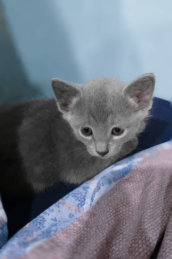 Arama | Russian Blue Kitten