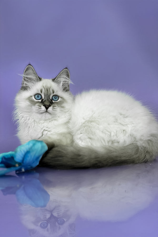 Archer | Siberian Kitten