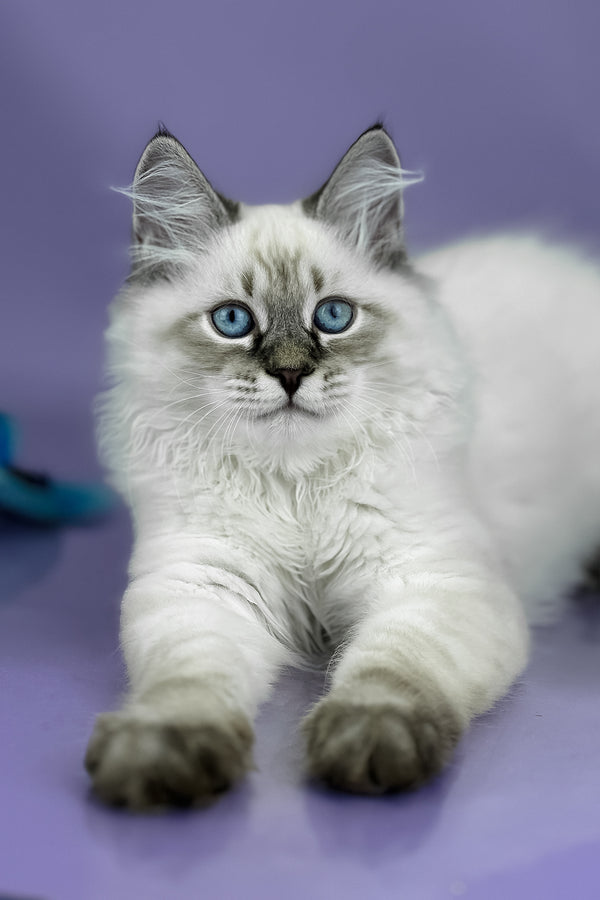 Archer | Siberian Kitten