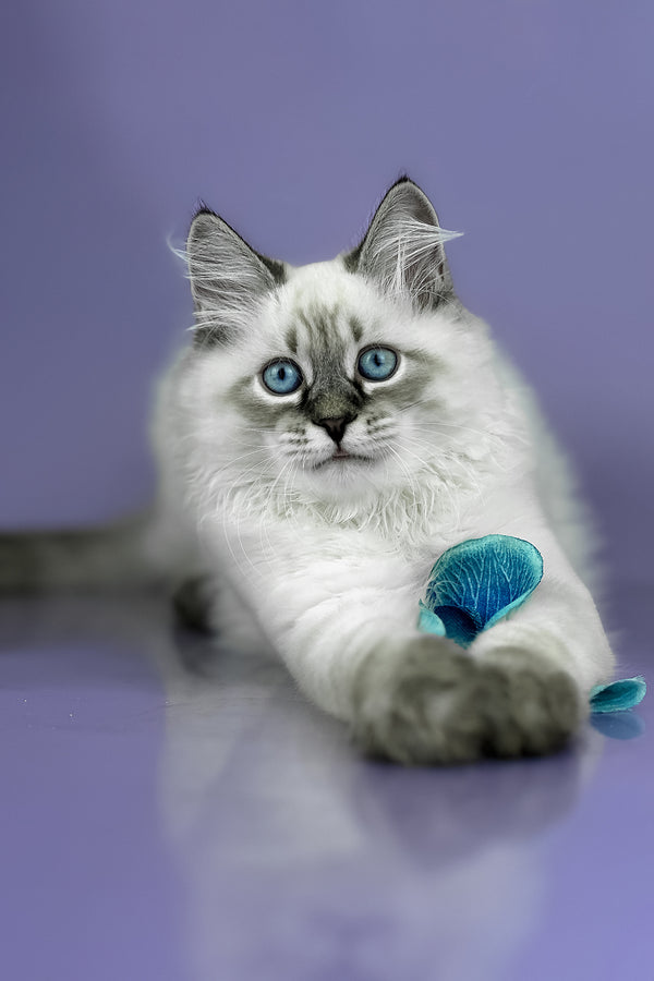 Archer | Siberian Kitten