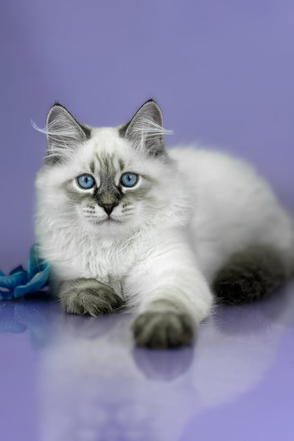 Archer | Siberian Kitten