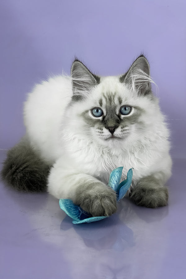 Archer | Siberian Kitten
