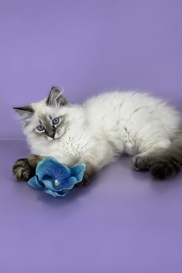Archer | Siberian Kitten