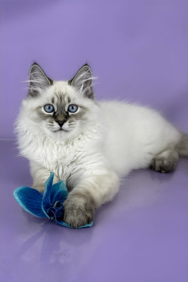 Archer | Siberian Kitten