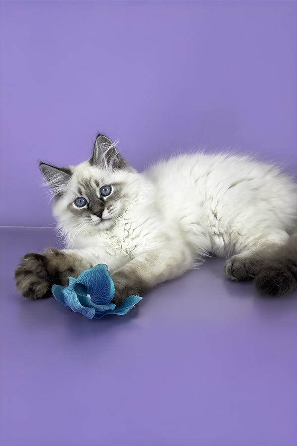 Archer | Siberian Kitten