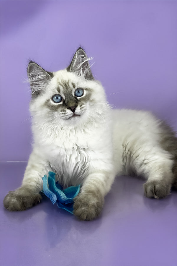 Archer | Siberian Kitten