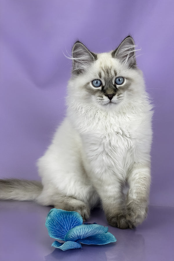 Archer | Siberian Kitten