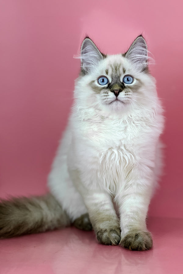 Archer | Siberian Kitten