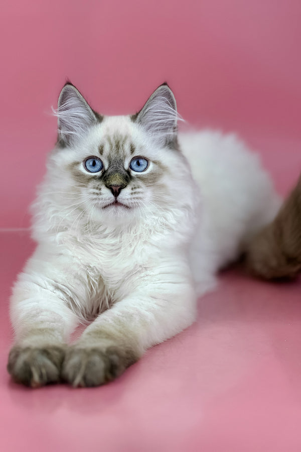 Archer | Siberian Kitten