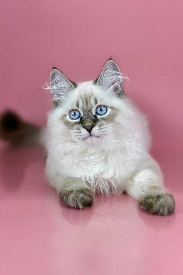 Archer | Siberian Kitten