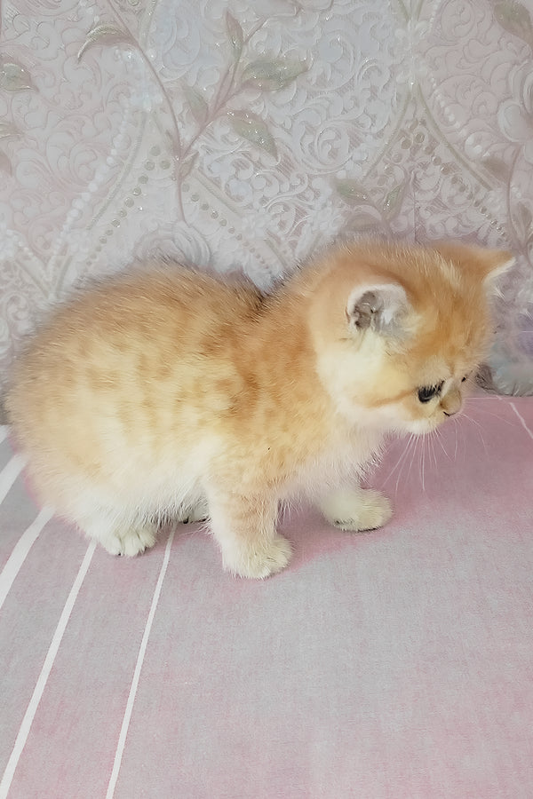 Archi | Scottish Straight Kitten