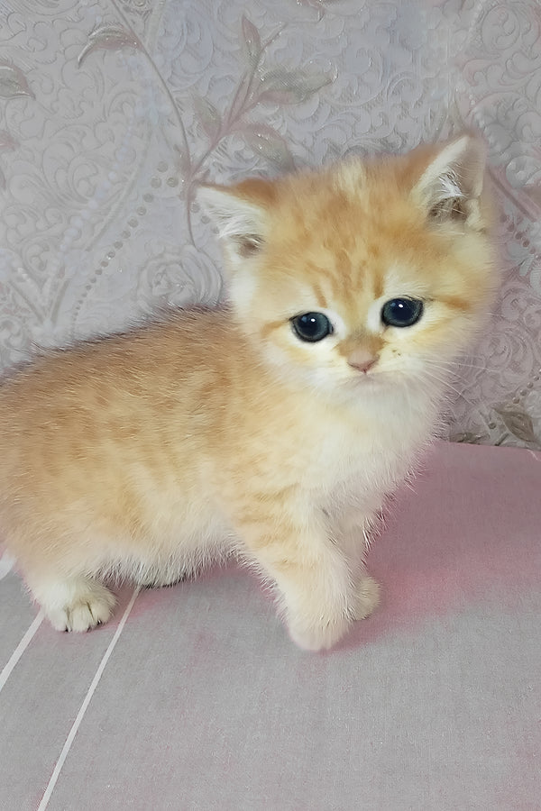 Archi | Scottish Straight Kitten