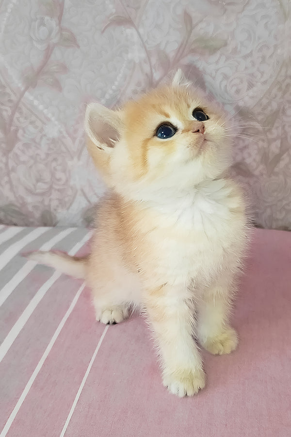 Archi | Scottish Straight Kitten