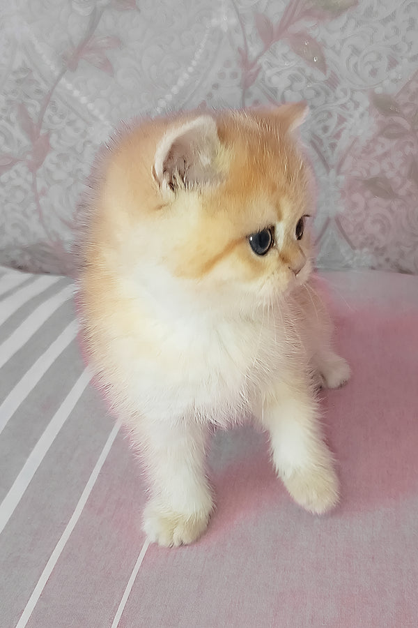 Archi | Scottish Straight Kitten