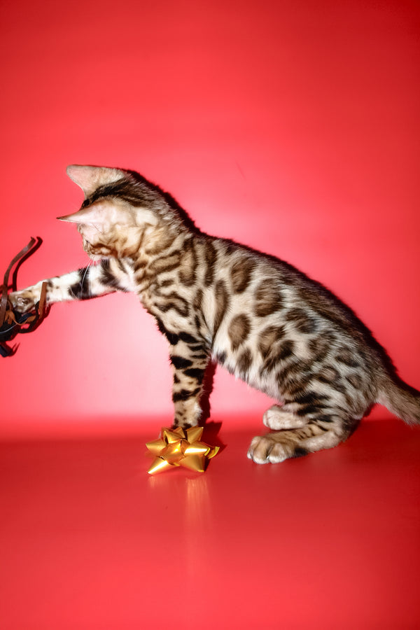 Archi | Bengal Kitten