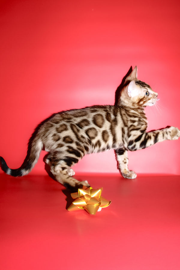 Archi | Bengal Kitten