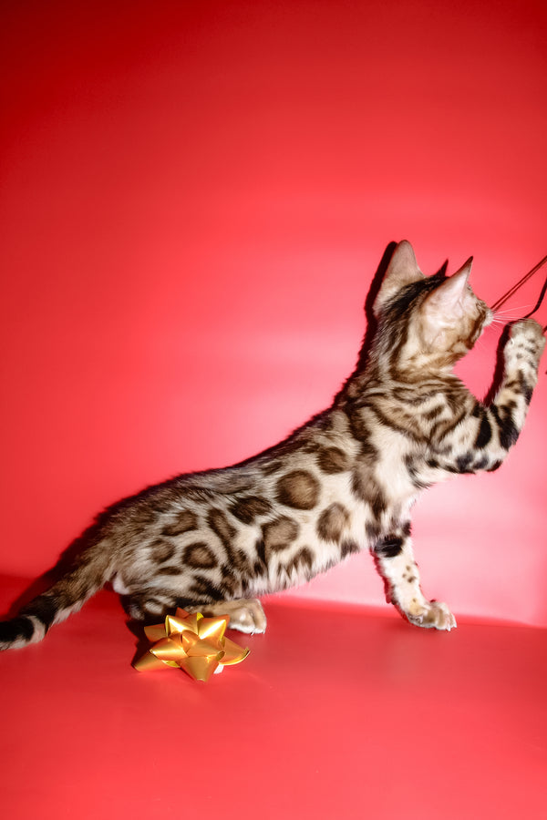 Archi | Bengal Kitten