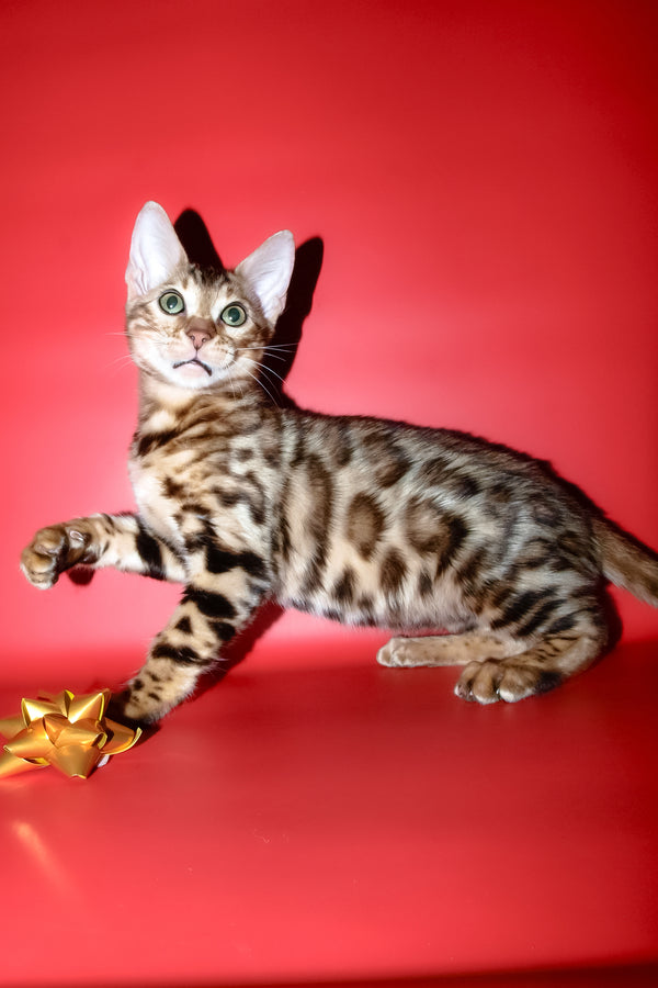 Archi | Bengal Kitten
