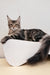 Archibald | Maine Coon Kitten