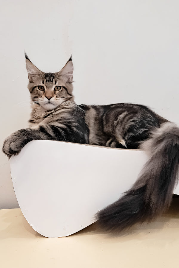 Archibald | Maine Coon Kitten