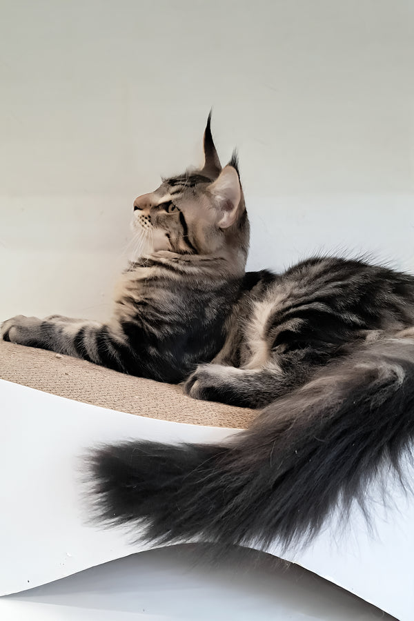 Archibald | Maine Coon Kitten